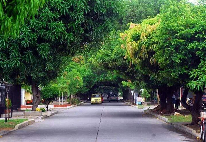 Des manguiers le long d'une rue