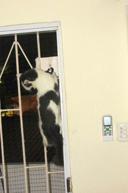 Ou bien grimper directement sur la maille ?!