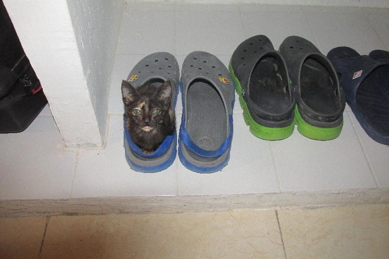 Elle tient dans l'une de mes chaussures !