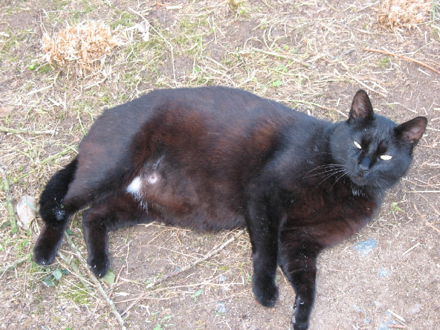 Pícaro en France (dans mon jardin)