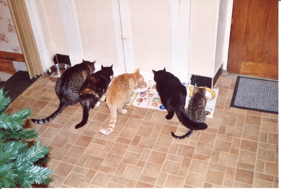 Cinq chats, cinq gamelles ! (Picaro est le second à partir de la droite)