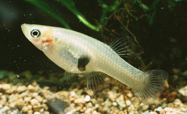 Gambusia holbrooki (poisson moustique)