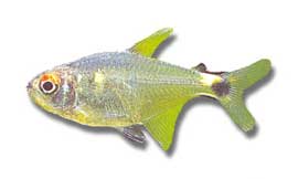 Mojarrita (j'ignore le nom français !)