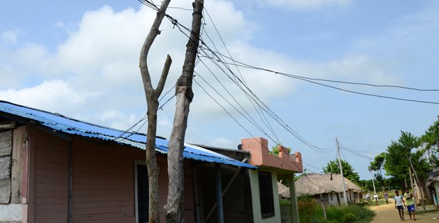 Un arbre mort sert de poteau...