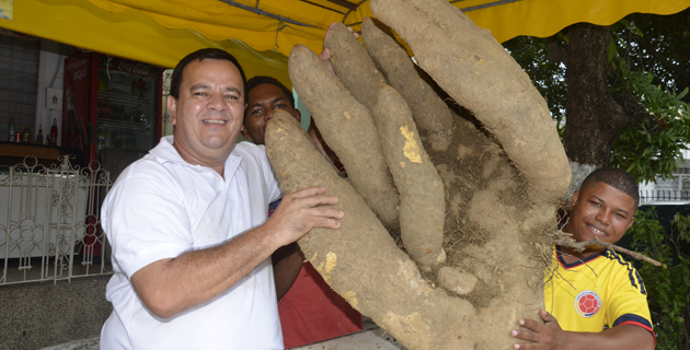 Ça c'est une igname !