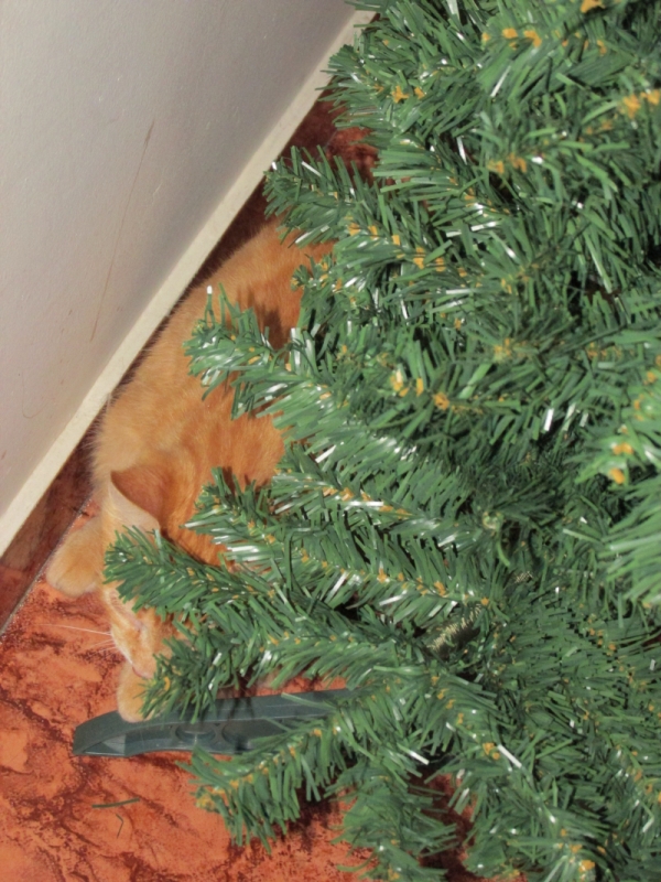 Bono s'est tapi sous le nouvel arbre pour pouvoir le détruire lorsque nous commencerons à le décorer...