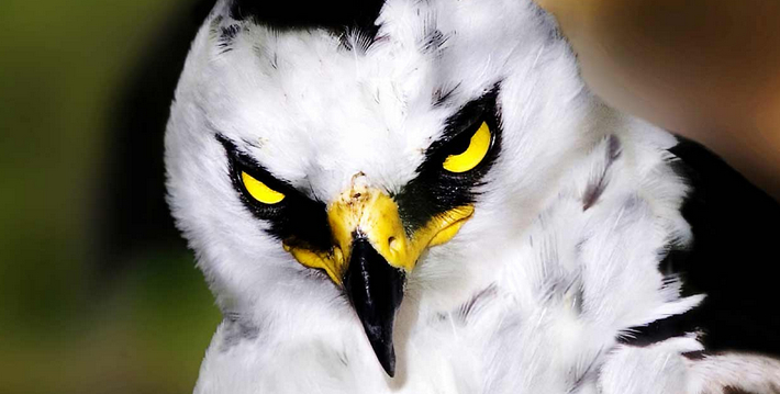 Vea en fotografías a Colombia, reino de las aves - Le forum de Darloup